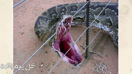 مزارعون ينتقمون من ثعبان التهم بقرة .. شاهد ماذا اكتشفوا ببطنه !