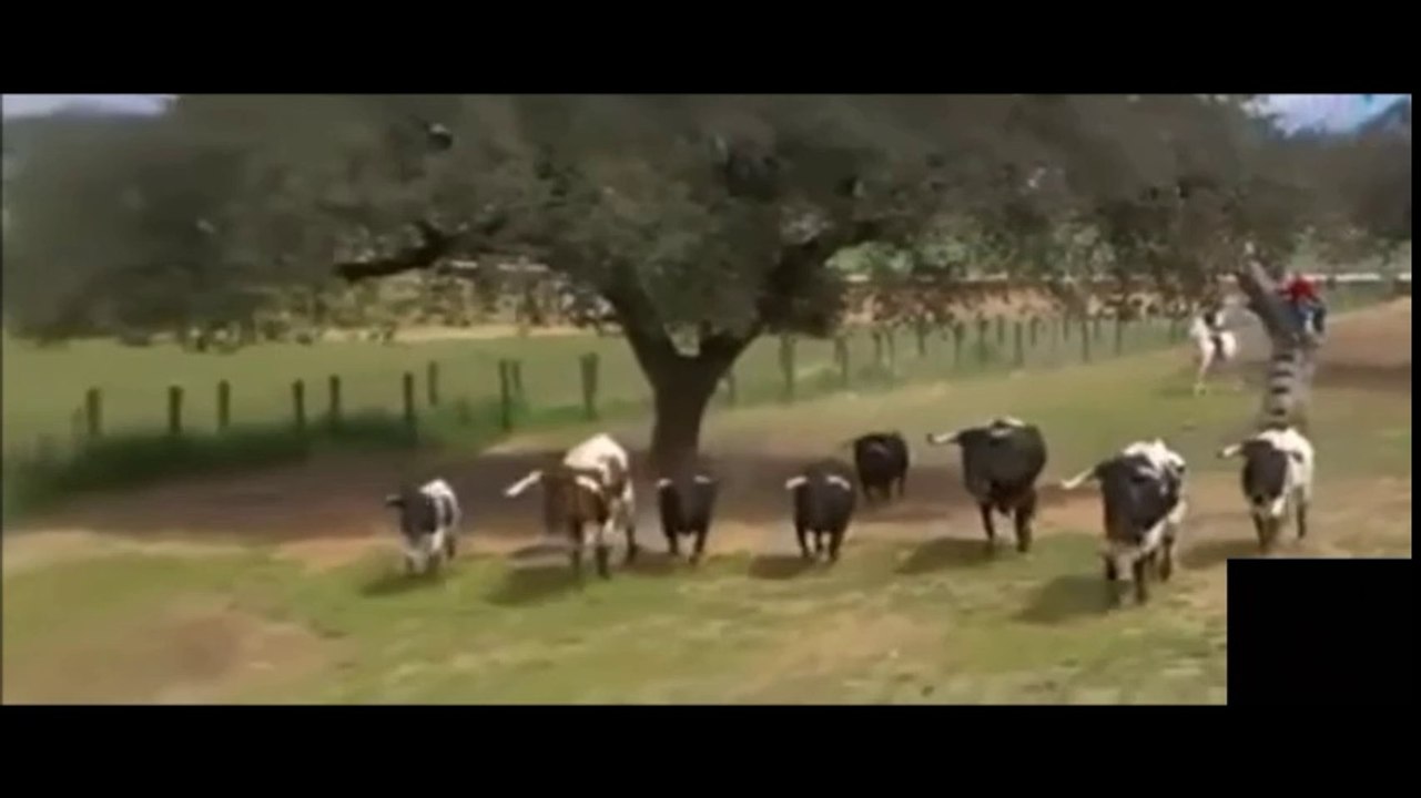 La Cura Del Toro Bronco, Una Labor Arriesgada,Copyright Disclaimer Under Section 107 of the Copyright Act 1976