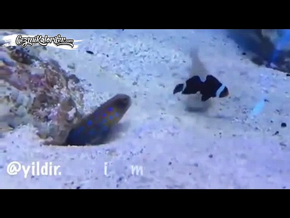 Karadenizli Aksi Balık