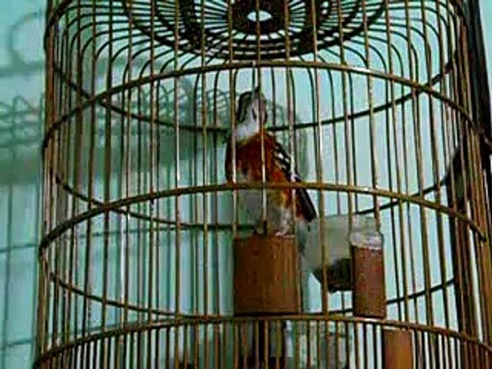 Kicau Mania Suara Burung Anis Cendana Gacor Ngerol Volume