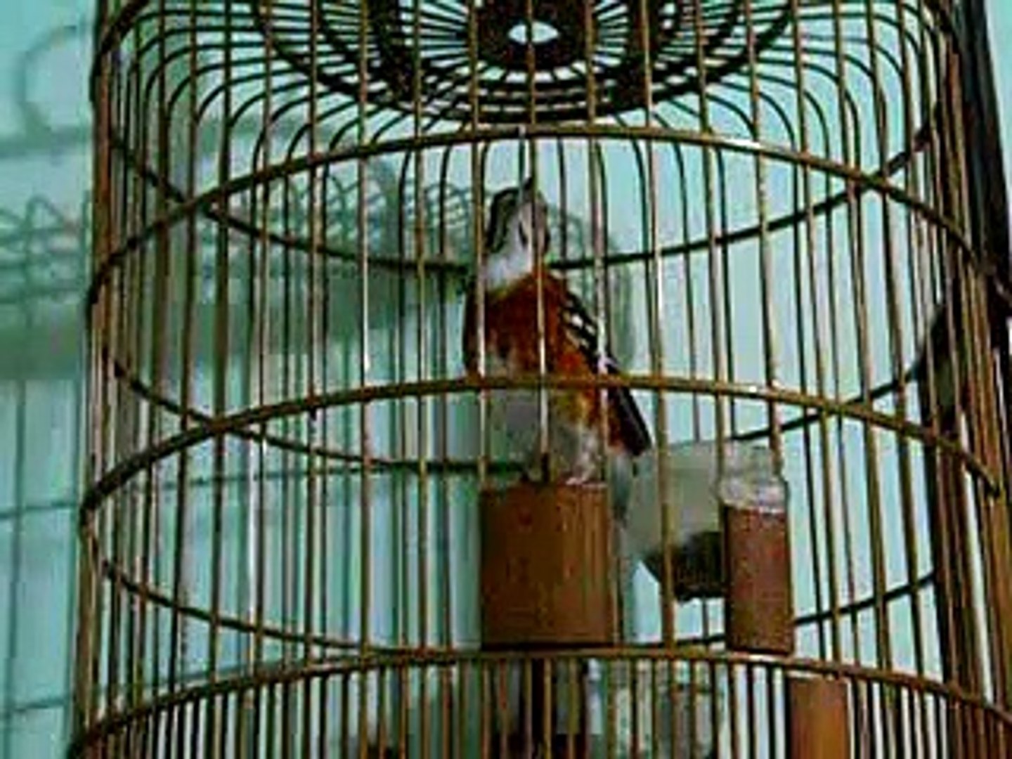 Kicau Mania Suara Burung Anis Cendana Gacor Ngerol Volume