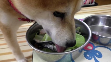 柴犬小春　【ASMR】手羽先の先っちょがあると、やはり黙っていられない！音フェチ　飯テロ