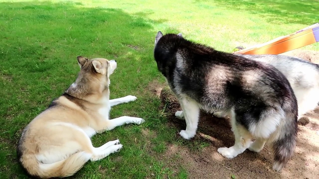 HUSKY GOES CRAZY | COUCH ZOOMIES | Dog caught on camera