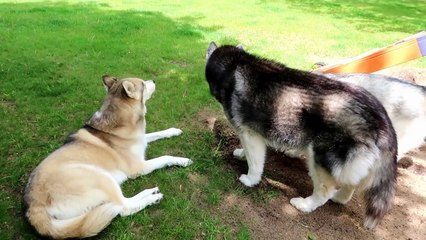HUSKY GOES CRAZY | COUCH ZOOMIES | Dog caught on camera