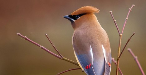 Birds of a feather - Lyrics 2.0