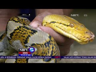 Tertangkapnya Ular Piton Oleh Warga - NET 5