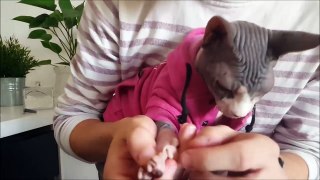 HOW TO TAKE CARE OF A SPHYNX CAT