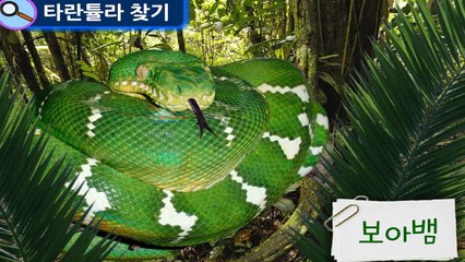 털복숭이 타란튤라(Tarantula) vs 대모벌 | 생생자연도감 | 어린이 자연관찰 Kids Science | 지니키즈★과학동화