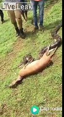 Ce serpent avale une antilope en 5 secondes !