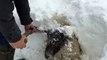 Sauvetage d'un mouton pris dans l'avalanche sous 1m de neige !