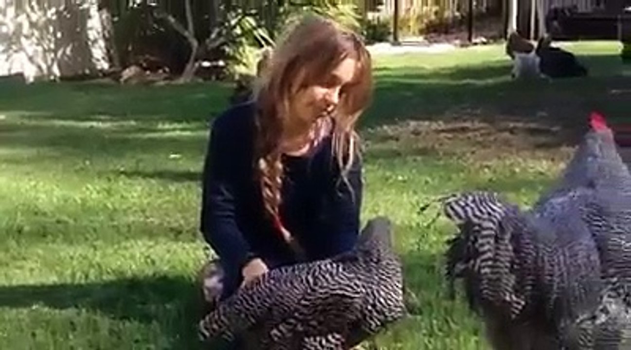 Ce poulet veut des câlins !