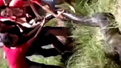 Save the pregnant cow from the giant Anaconda