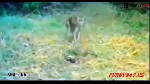 Snake attacks cats and other animals