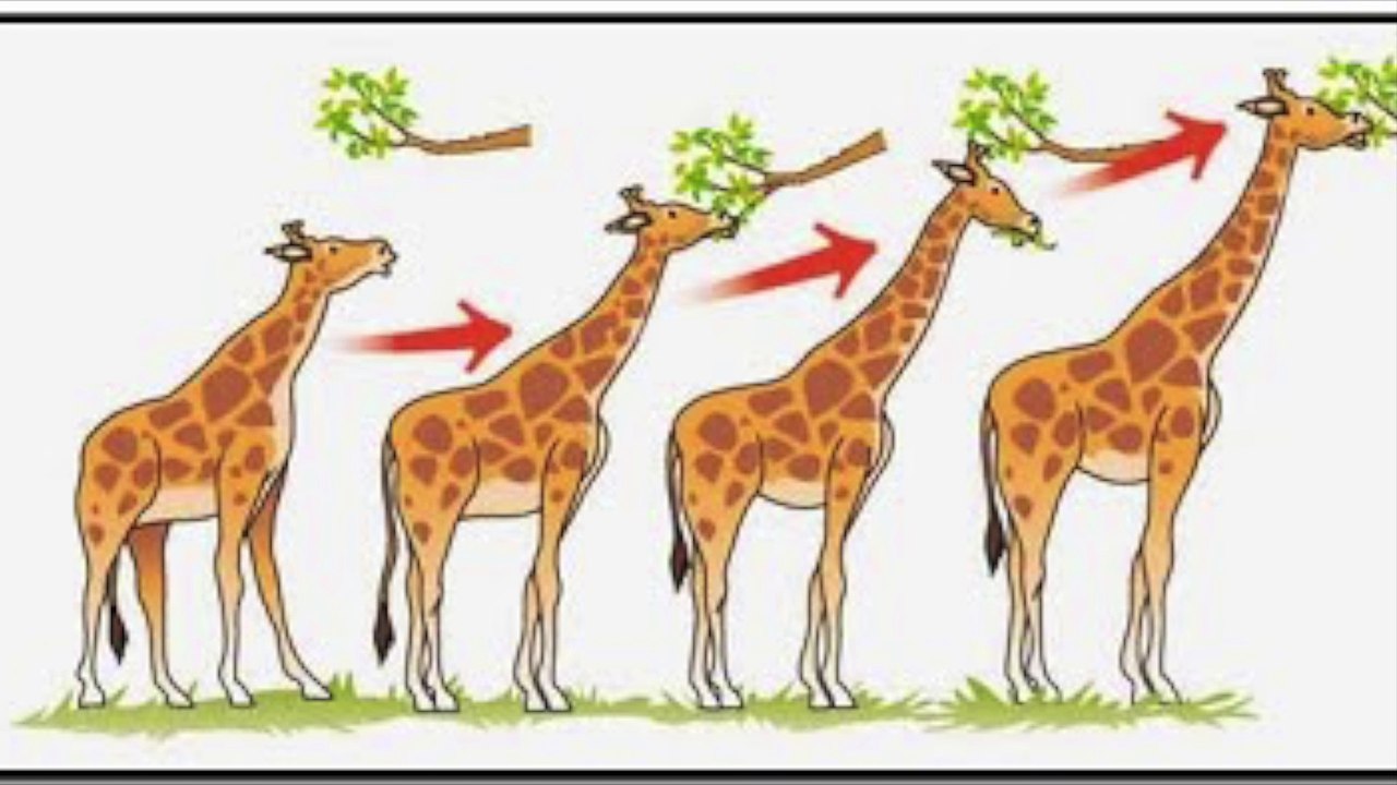 Charles Darwin et L'évolution des espèces