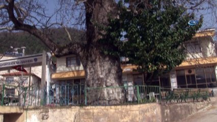 700 yıllık çınarı kurumaya terk ettiler