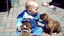 Funny babies annoying dogs - Cute dog   baby compilation 2018