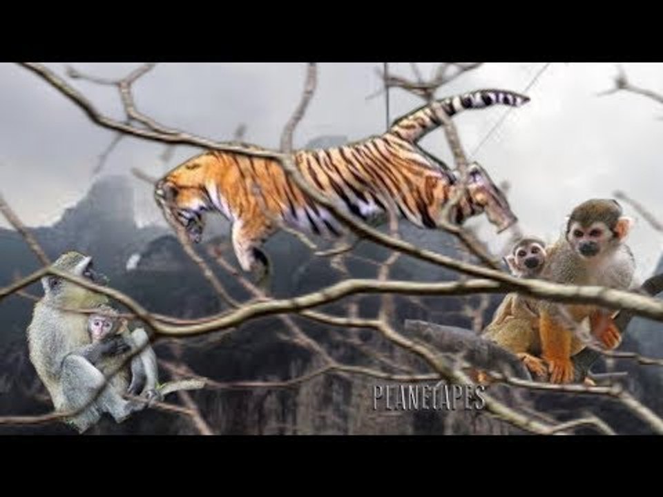 Tiger Climb On The Tree to hunt Monkeys