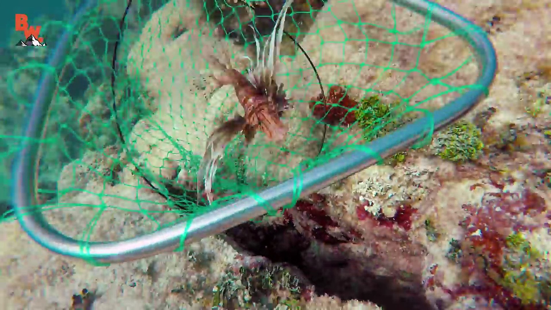 ⁣STUNG by a LIONFISH!