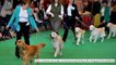 Crufts 2018: Which dog won Crufts? Who won Best in Show?