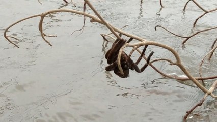 Giant spider clings on to safety in fear of drowning