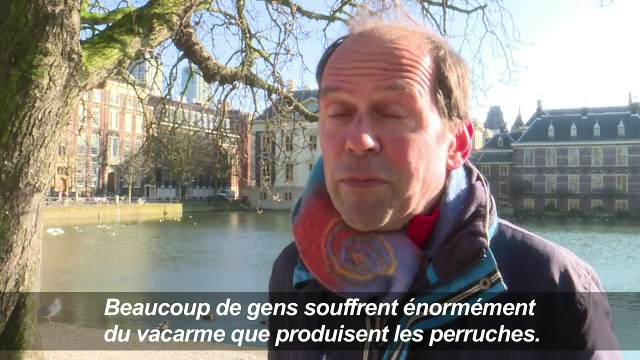 Les Néerlandais se prennent le bec au sujet des perruches