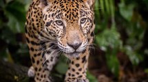 Le jaguar, roi de la jungle selon les Mayas