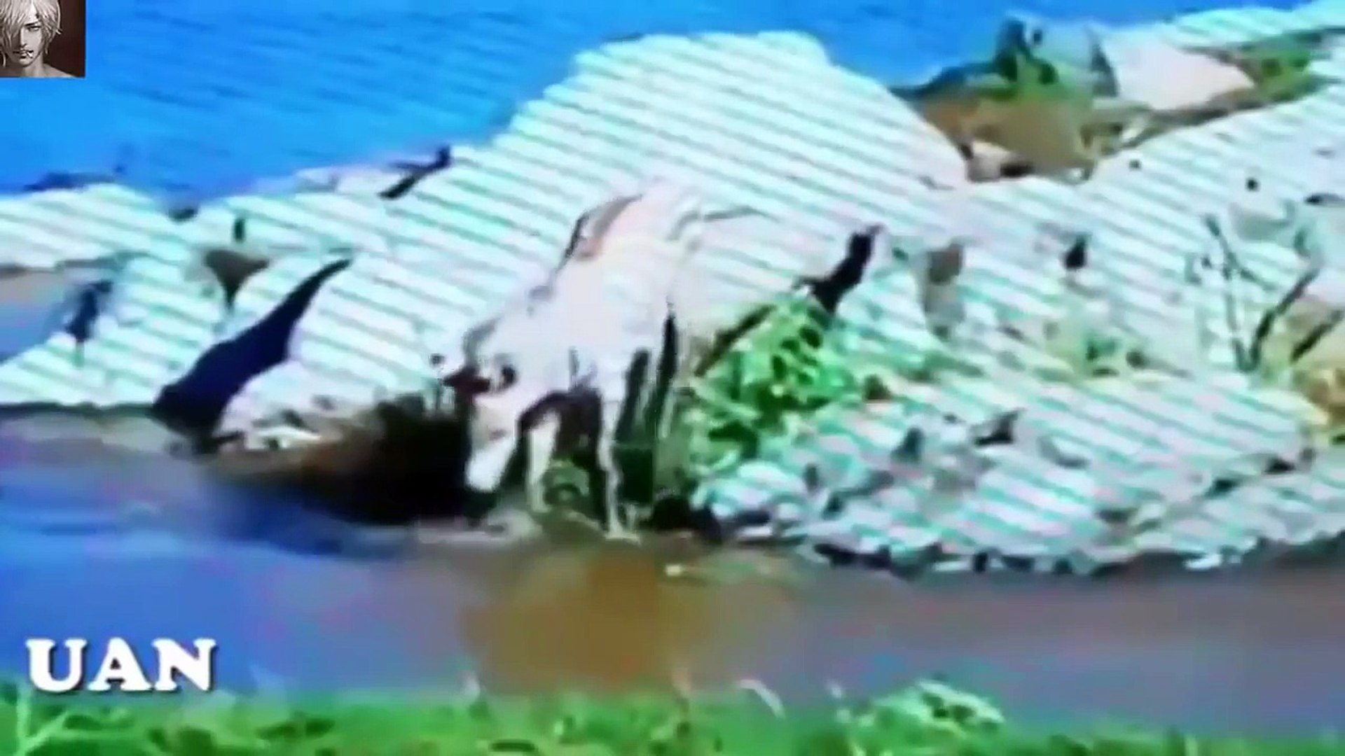 ⁣Animals Save Animals Other Animals Incredible Scenes