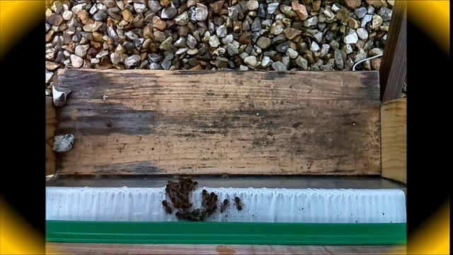 Comportement des abeilles en face du frelon asiatique