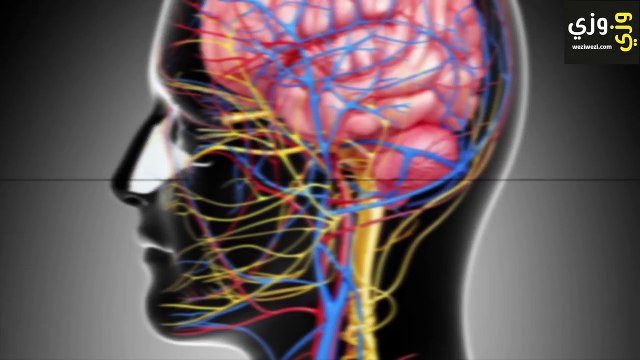 أهم الأغذية المفيدة للمخ والأعصاب