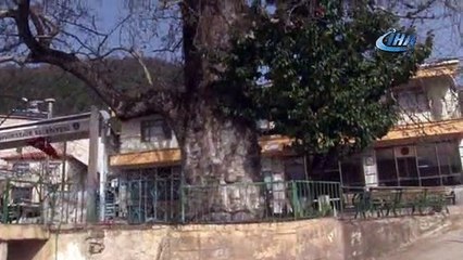 700 yıllık çınar kurumaya başladı