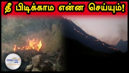 வனப்பகுதிக்குள் அட்டூழியம் செய்யும் சுற்றுலா பயணிகள்..வீடியோ