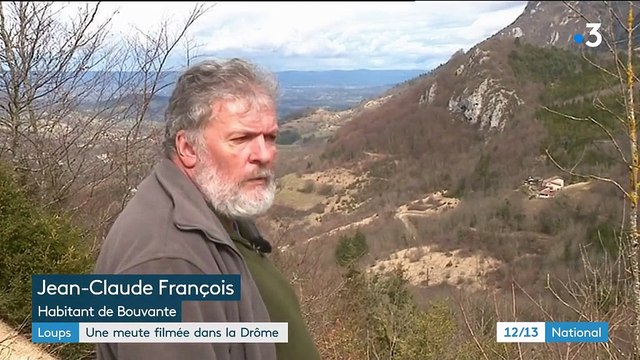 Loups : une meute filmée dans la Drôme
