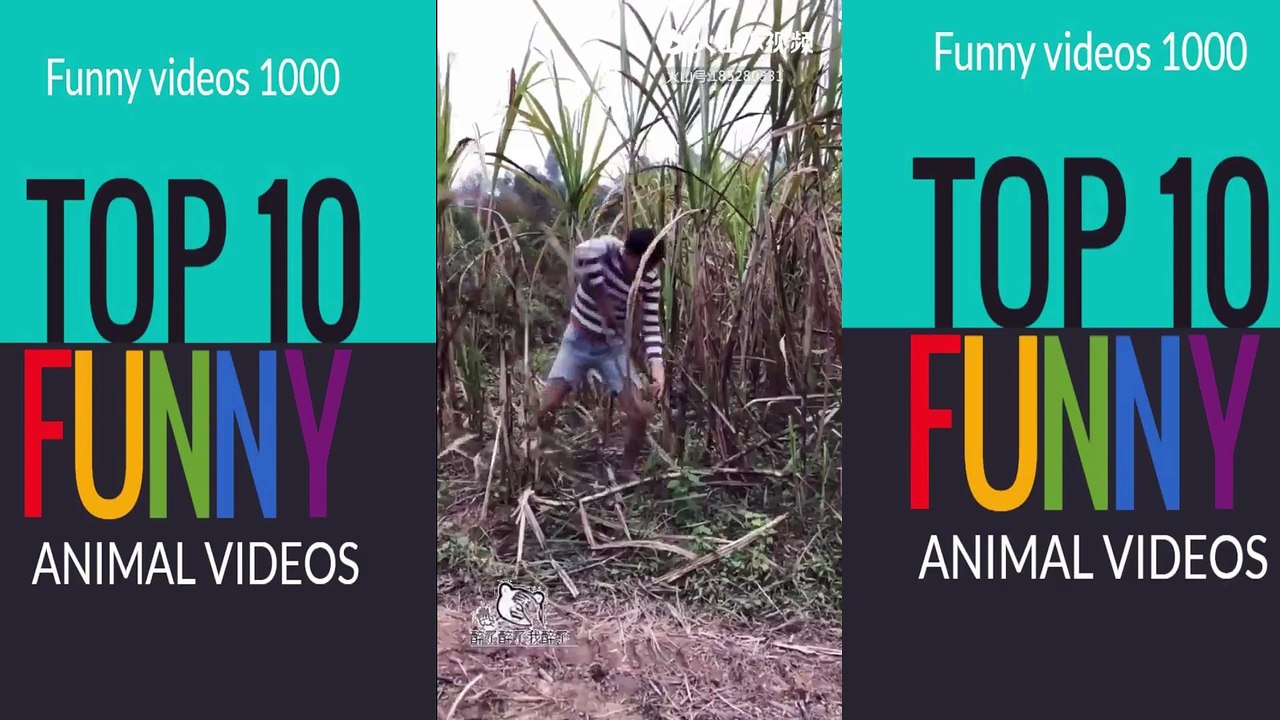 funny videos