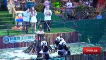 World's only living giant panda triplets celebrate 2nd birthday with party in Guangzhou