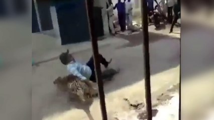 Скачать видео: Leopardo ataca en las calles de una ciudad india