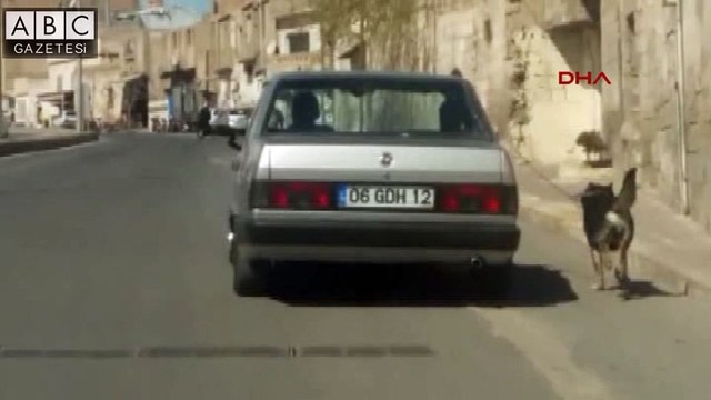 Şanlıurfa'da köpeğe işkence: Zincirle bağladığı köpeği otomobiliyle koşturdu