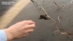 En Australie, ils sauvent une araignée ÉNORME, piégée par les inondations