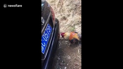 Rooster fights with its own reflection in car