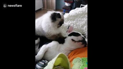 Dans cette vidéo adorable un chat masse tendrement un chien