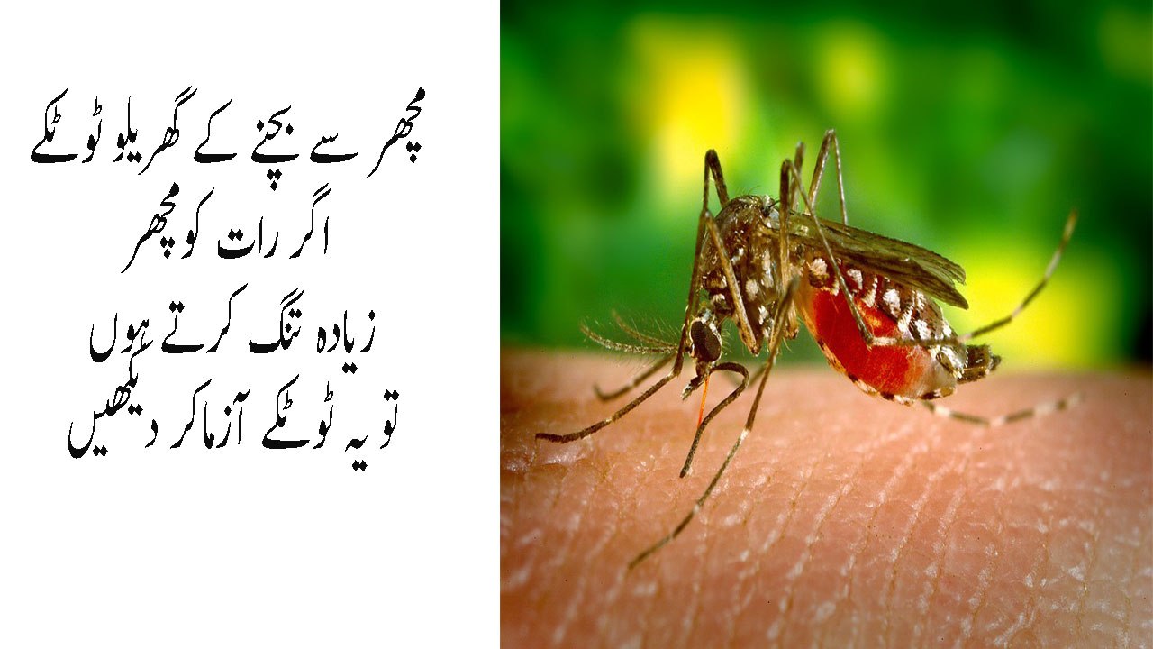 Machar Se Bachne Ke Gharelu Totkey How To Get Rid Of Mosquitoes At Night In Urdu