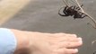 Huge Spider Found Dangling on Branch 'Saved' From Floodwaters in Queensland