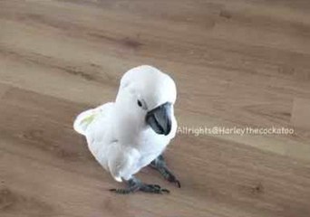 Reckless Cockatoo Attacks Home With Inanimate Object