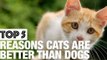 Why Cats Are Better Than Dogs