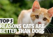 Why Cats Are Better Than Dogs