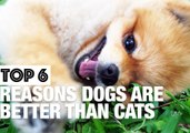 Why Dogs Are Better Than Cats