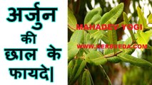 अर्जुन की छाल - हृदय रोग की रामबाण औषधि, BENEFITS OF HARBVEDA ARJUN