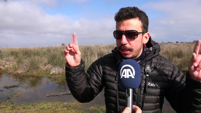 Gri başlı kız kuşu Avrupa'da ilk defa Kızılırmak Deltası'nda görüldü - SAMSUN