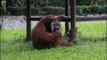 Cet orang-outan fume la cigarette d'un visiteur du zoo