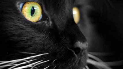 Linh miêu (mèo đen) và câu chuyện huyền bí