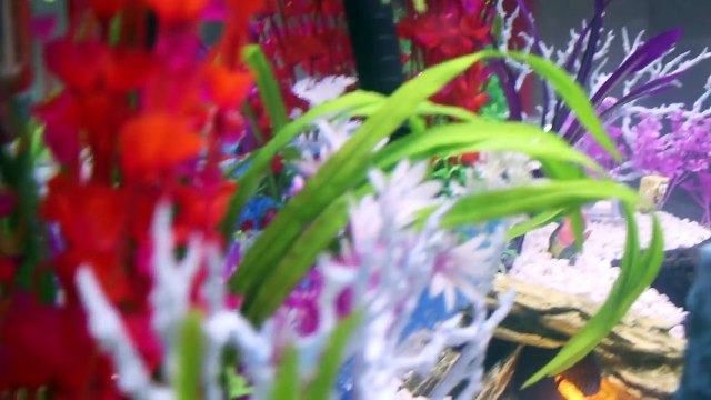 SPONGEBOB Fish Tank with Sandys TREEDOME | Bikini Bottom Aquarium Videos Squarepants Toypals.tv